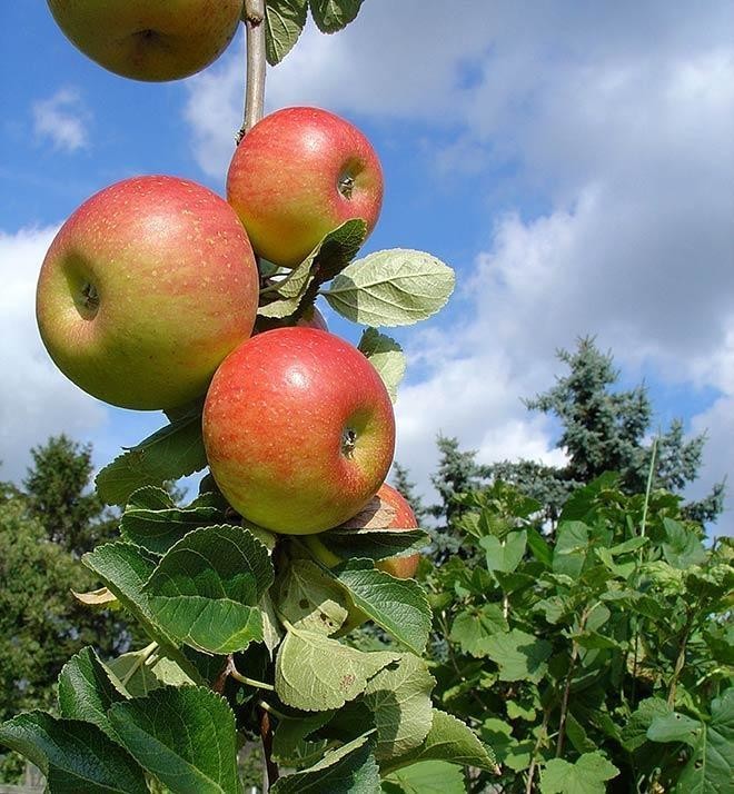 Alte Apfelsorten - Das Metabolic Balance Superfood